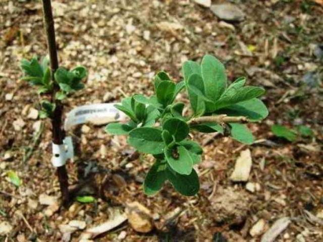 Honeysuckle Leningrad Giant