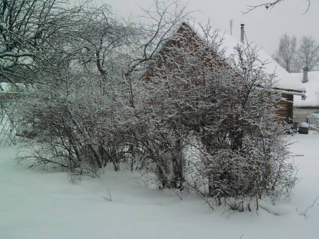 Honeysuckle Leningrad Giant