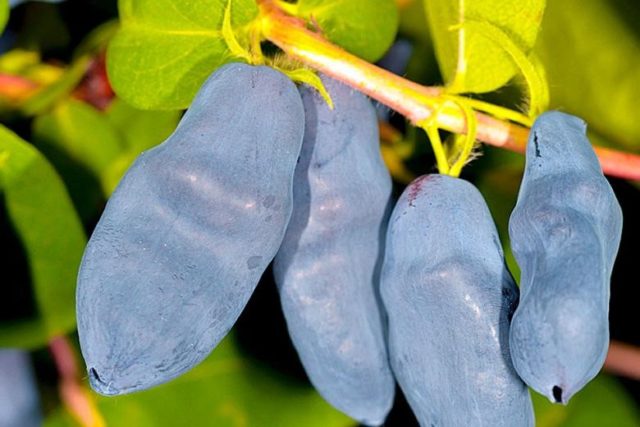 Honeysuckle Long-fruited: variety description, reviews, pollinators