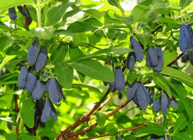 Honeysuckle Long-fruited: variety description, reviews, pollinators