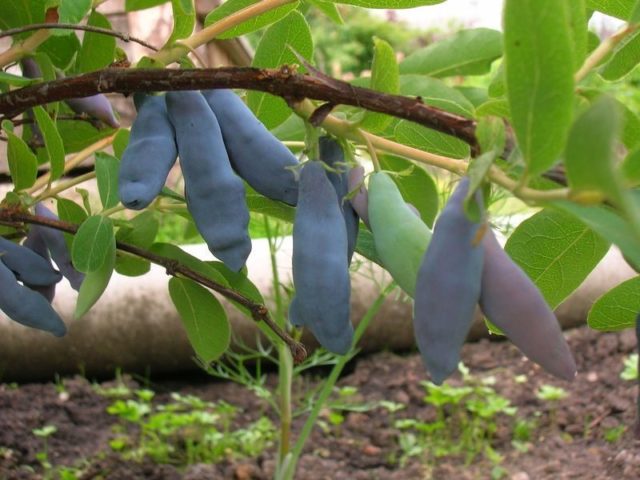 Honeysuckle Long-fruited: variety description, reviews, pollinators