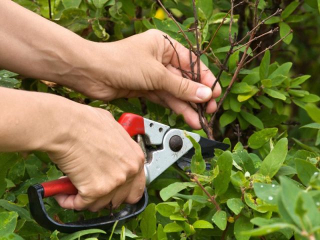 Honeysuckle Long-fruited: variety description, reviews, pollinators