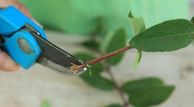 Honeysuckle Long-fruited: variety description, reviews, pollinators