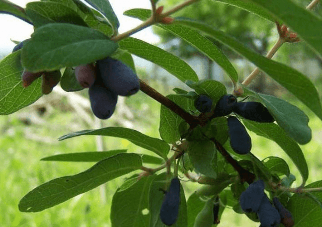 Honeysuckle Morena