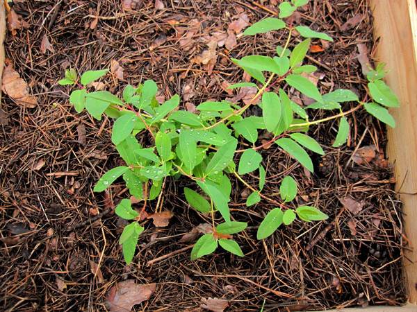 Honeysuckle Morena