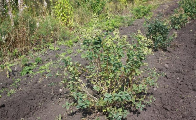 Honeysuckle: neighborhood with other plants and trees