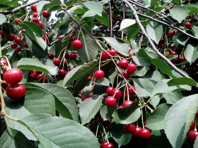 Honeysuckle: neighborhood with other plants and trees