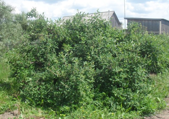 Honeysuckle: neighborhood with other plants and trees