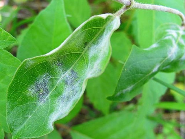 Honeysuckle Nightingale: variety description, photos and reviews