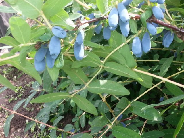 Honeysuckle Nizhny Novgorod early: variety description, pollinators, reviews