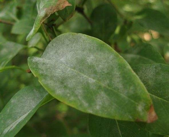 Honeysuckle Nymph