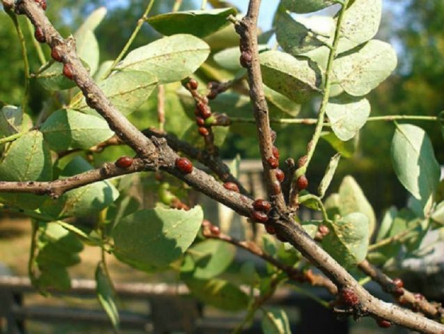 Honeysuckle Pavlovskaya: variety description, photos and reviews