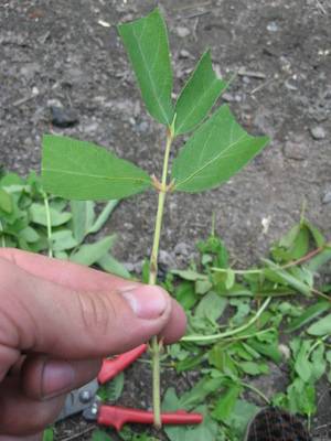 Honeysuckle Pride Bakchara