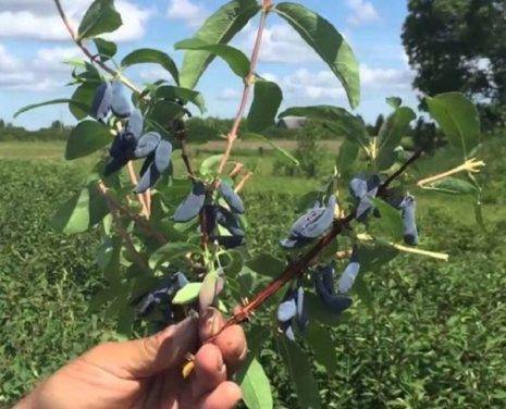 Honeysuckle Pride Bakchara