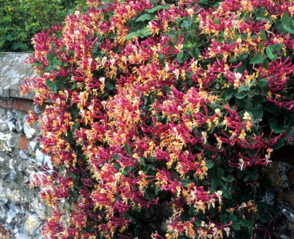 Honeysuckle seaside Serotina: description, planting and care, reviews