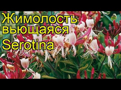 Honeysuckle seaside Serotina: description, planting and care, reviews