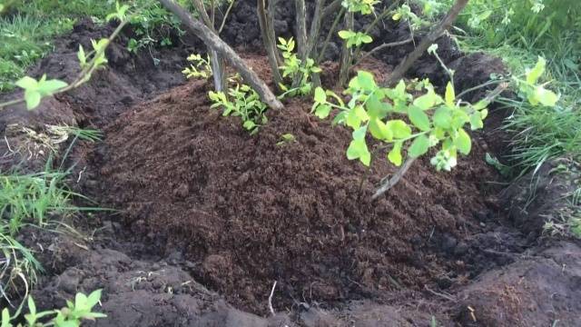 Honeysuckle Siberian