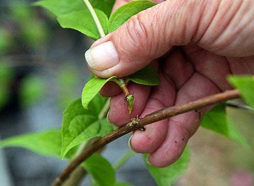 Honeysuckle Siberian