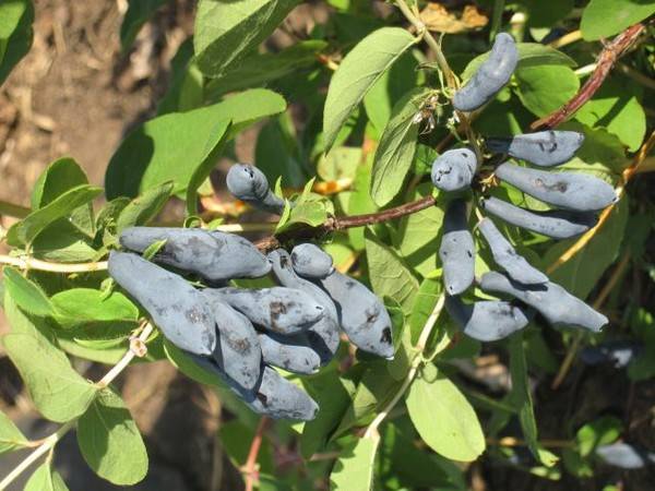 Honeysuckle Siberian