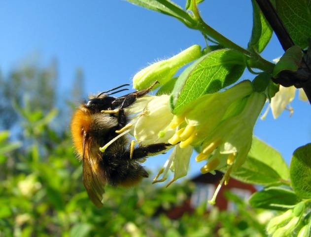 Honeysuckle Siberian