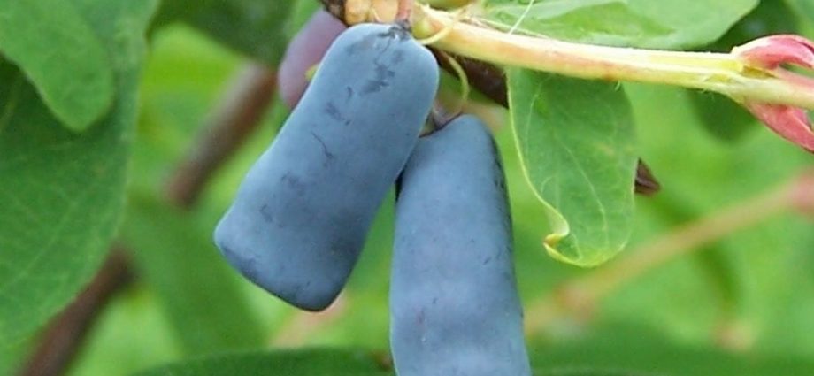 Honeysuckle Siberian