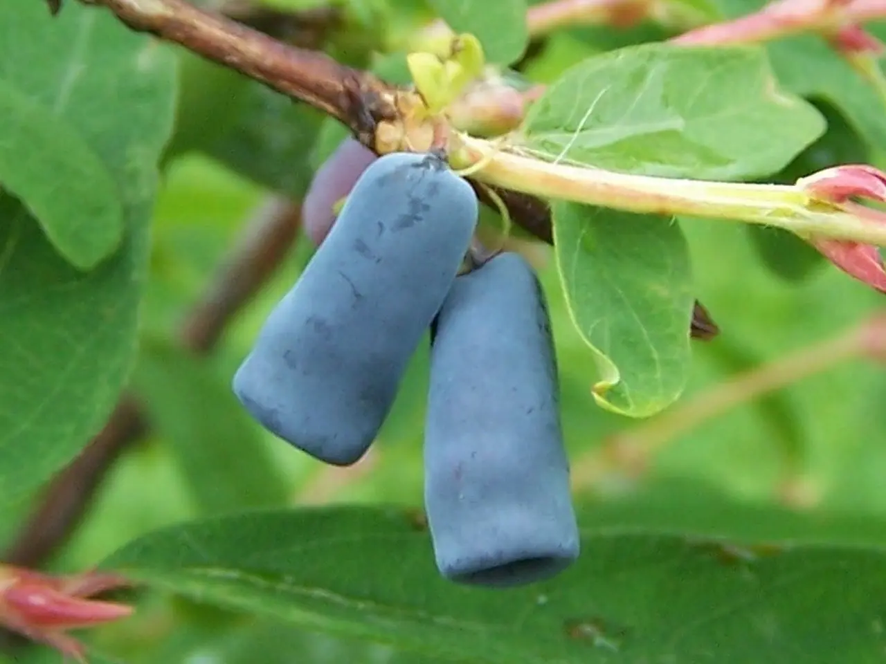 Honeysuckle Siberian