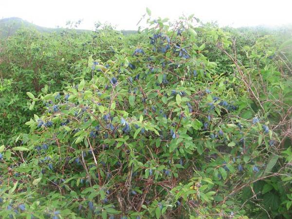 Honeysuckle Silginka