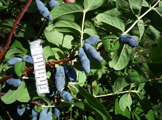 Honeysuckle Silginka