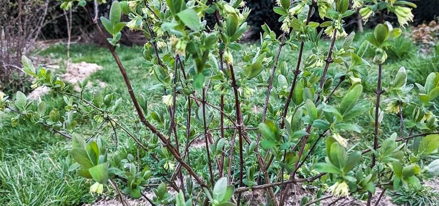 Honeysuckle Silginka