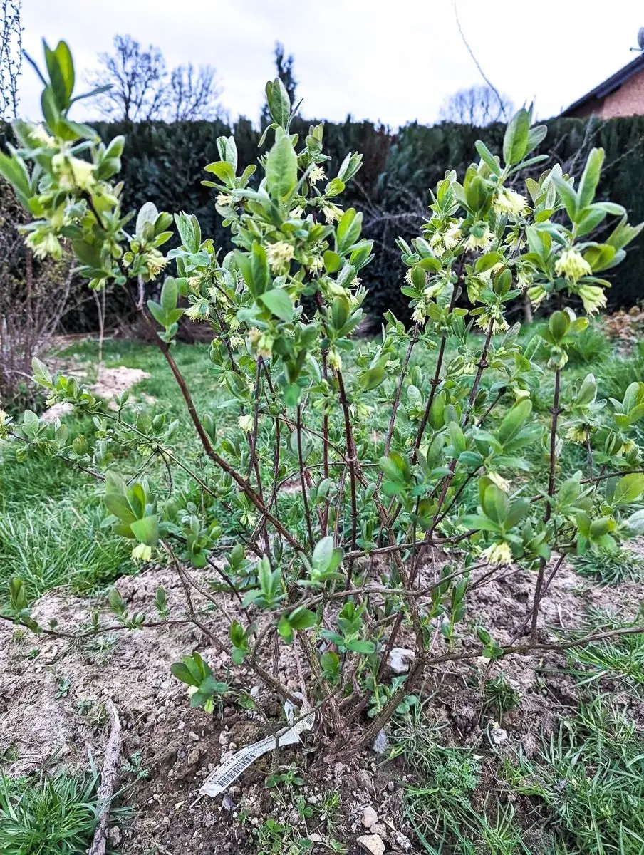 Honeysuckle Silginka