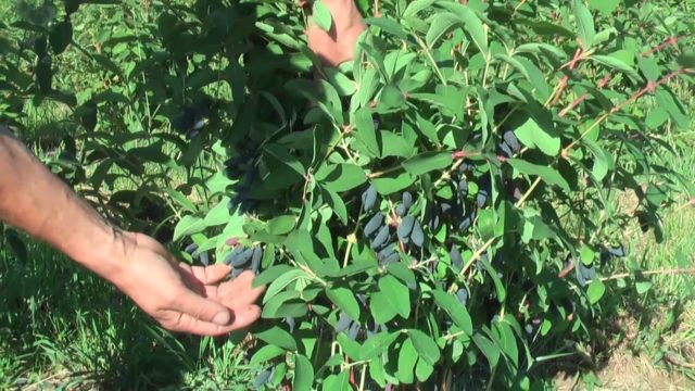 Honeysuckle Strezhevchanka: variety description, photos and reviews