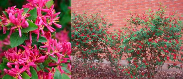 Honeysuckle Tatar: planting and care