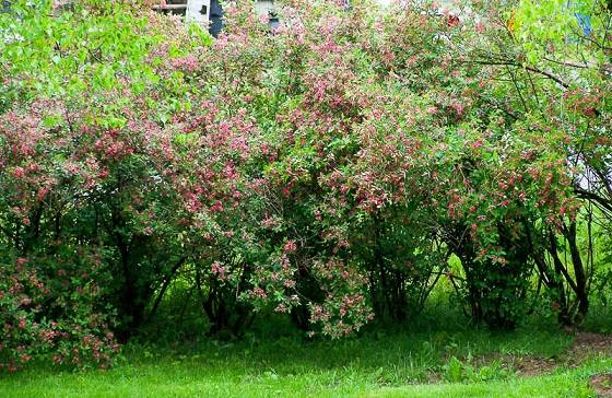 Honeysuckle Tatar: planting and care