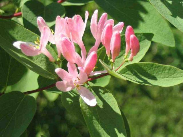 Honeysuckle Tatar: planting and care