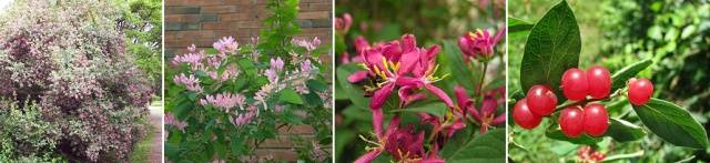 Honeysuckle Tatar: planting and care