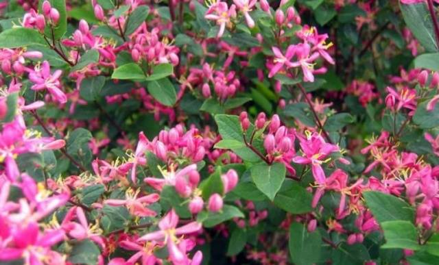 Honeysuckle Tatar: planting and care