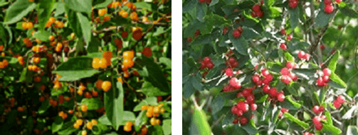 Honeysuckle Tatar: planting and care