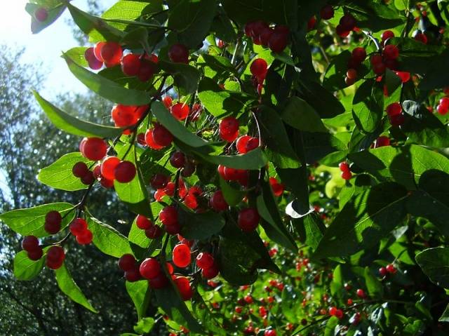 Honeysuckle Tatar: planting and care