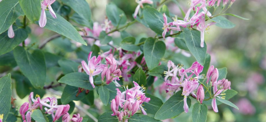 Honeysuckle Tatar: planting and care