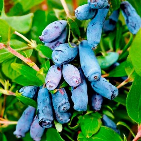 Honeysuckle: the best varieties for the Urals, planting and care, reproduction