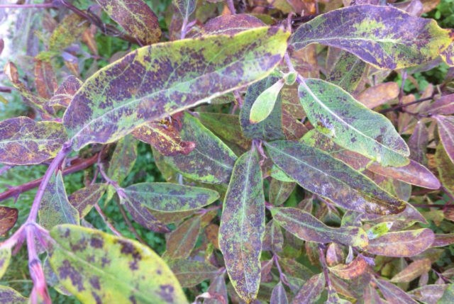 Honeysuckle: the best varieties for the Urals, planting and care, reproduction