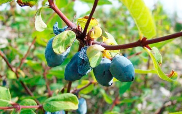 Honeysuckle: the best varieties for the Urals, planting and care, reproduction