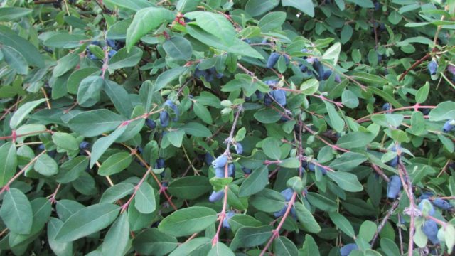 Honeysuckle: the best varieties for the Urals, planting and care, reproduction