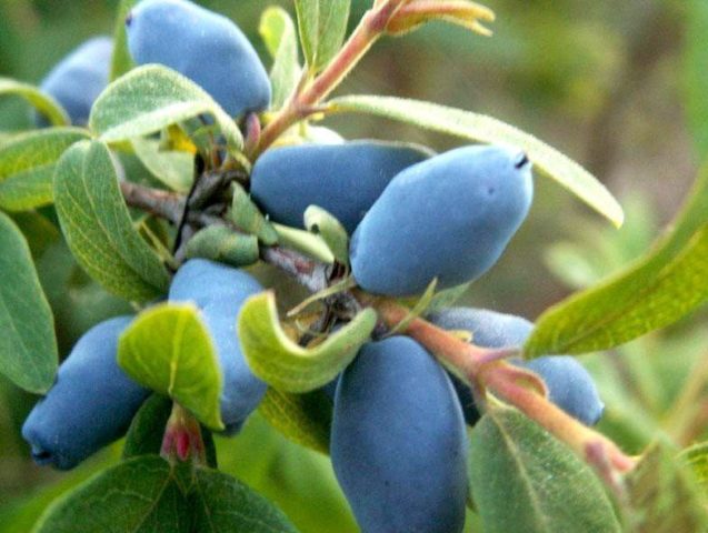 Honeysuckle: the best varieties for the Urals, planting and care, reproduction