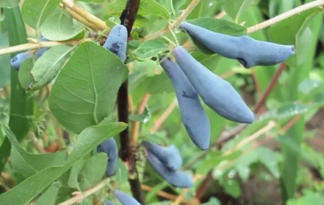 Honeysuckle: the best varieties for the Urals, planting and care, reproduction