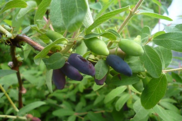 Honeysuckle: the best varieties for the Urals, planting and care, reproduction