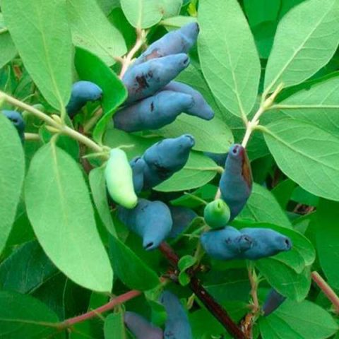 Honeysuckle: the best varieties for the Urals, planting and care, reproduction