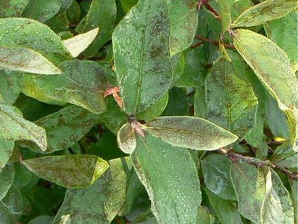 Honeysuckle Tomicka: variety description, photos and reviews