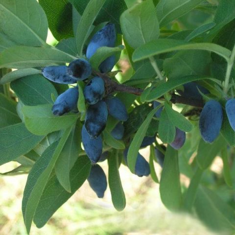 Honeysuckle Tomicka: variety description, photos and reviews