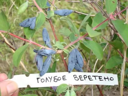 Honeysuckle Tomicka: variety description, photos and reviews